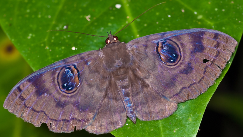 037-Schmetterling 037-Schmetterling