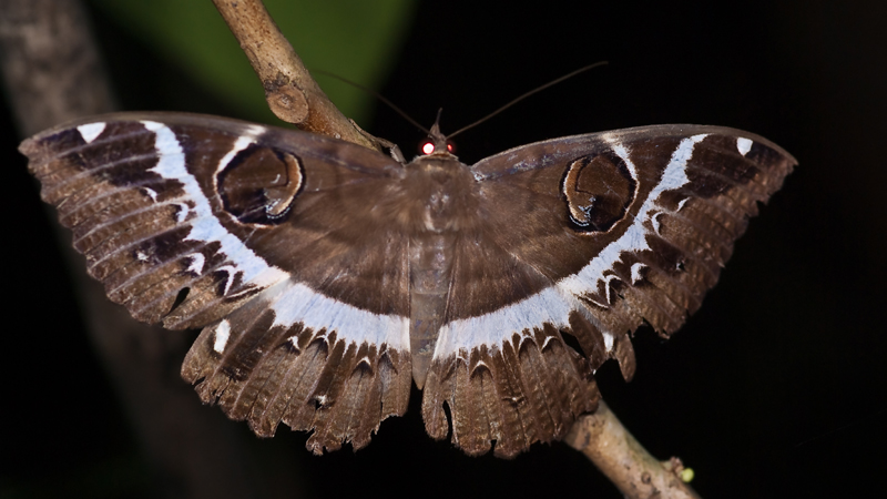 038-Schmetterling 038-Schmetterling