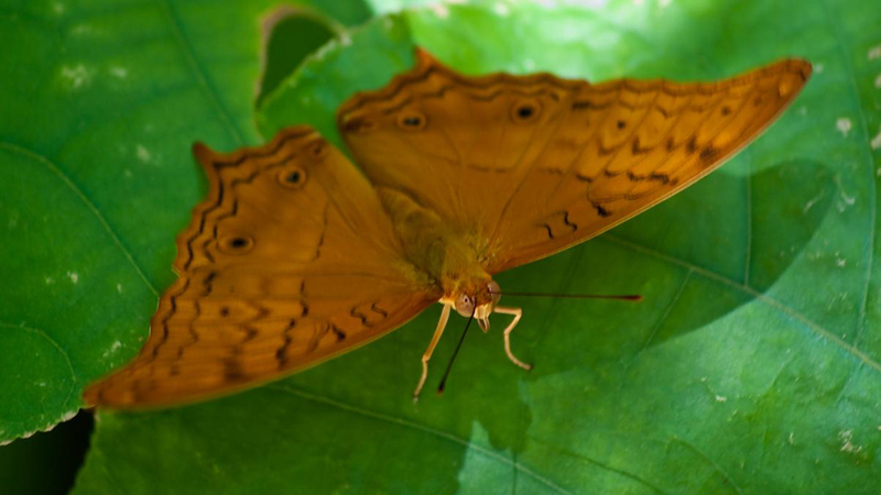 039-Schmetterling 039-Schmetterling