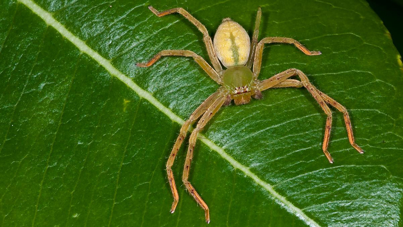 049-Spinne 049-Spinne