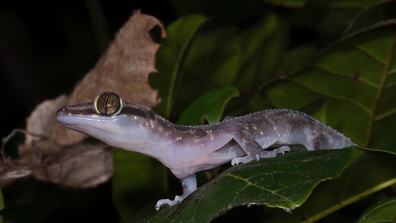 054-Krallengecko 054-Krallengecko