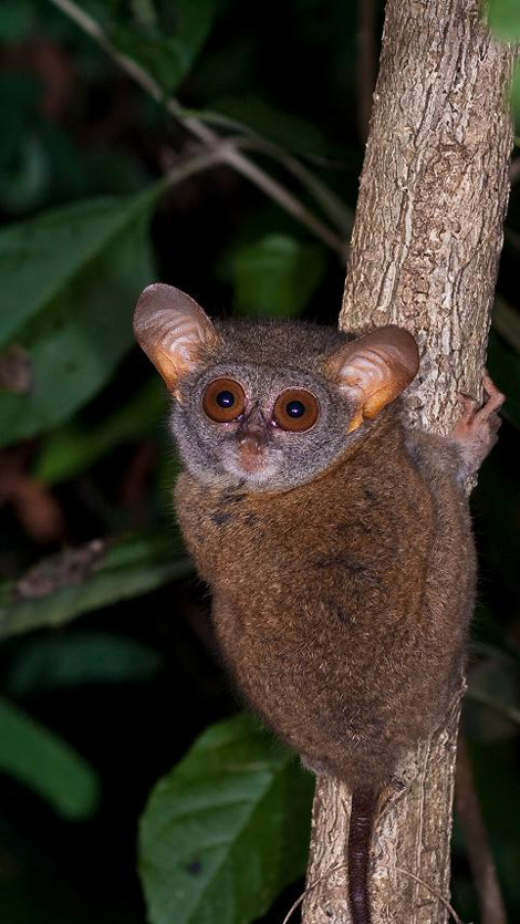 079-Tarsier 079-Tarsier