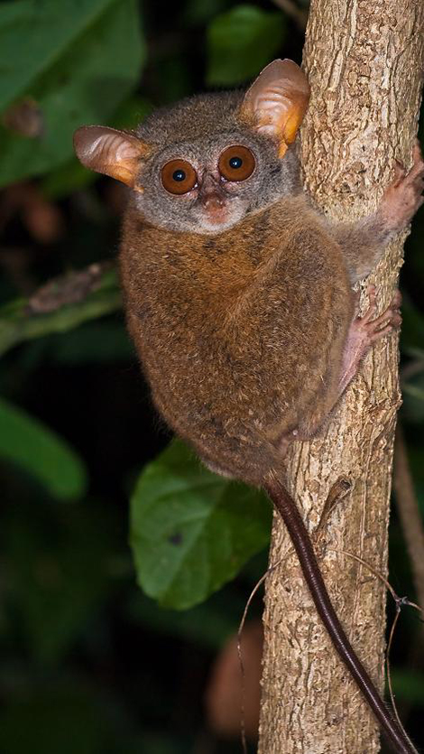 080-Tarsier 080-Tarsier