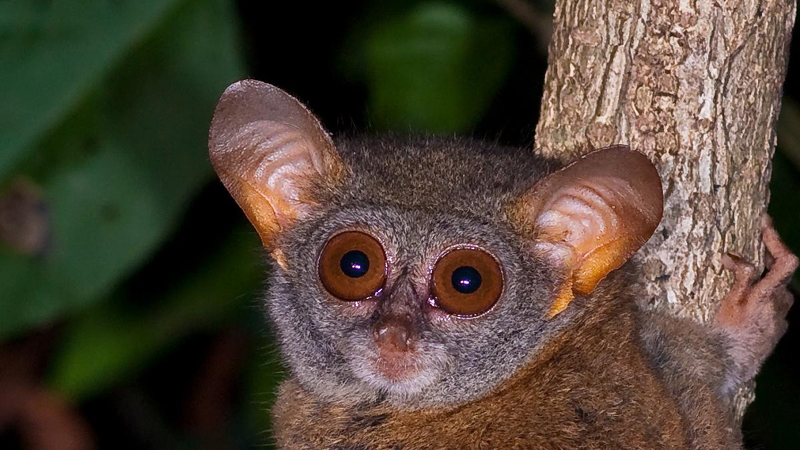 081-Tarsier 081-Tarsier