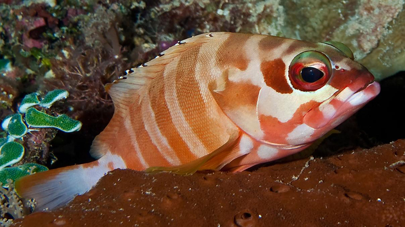 122-Dakelaugenfisch 122-Dakelaugenfisch