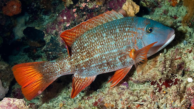 124-Fisch 124-Fisch