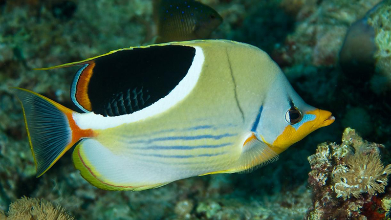 127-Sattelfleck-Falterfisch 127-Sattelfleck-Falterfisch