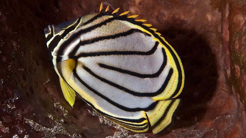 128-Kaiserfisch 128-Kaiserfisch