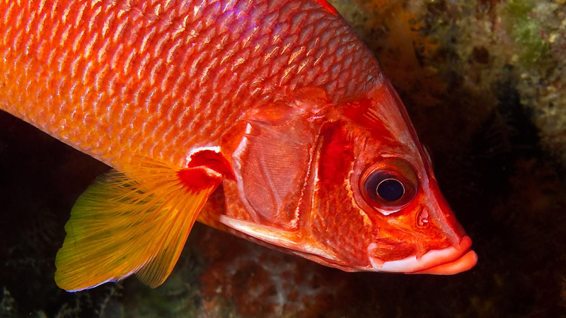 142-Soldatfisch 142-Soldatfisch