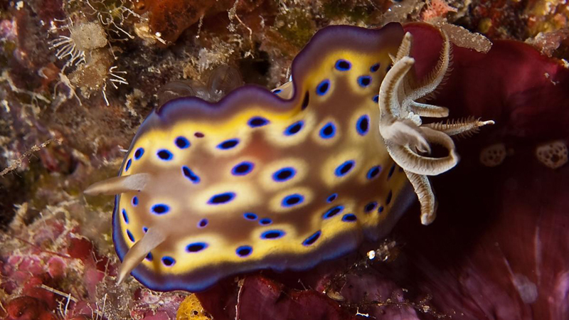 170-Nacktschnecke 170-Nacktschnecke