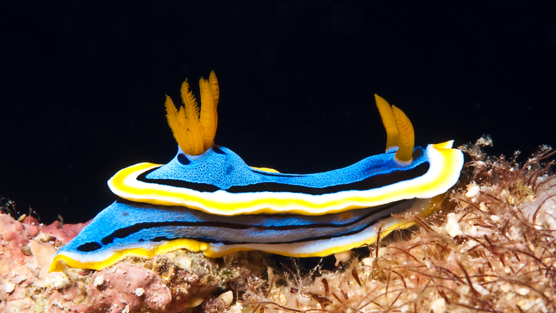 173-Nacktschnecke 173-Nacktschnecke