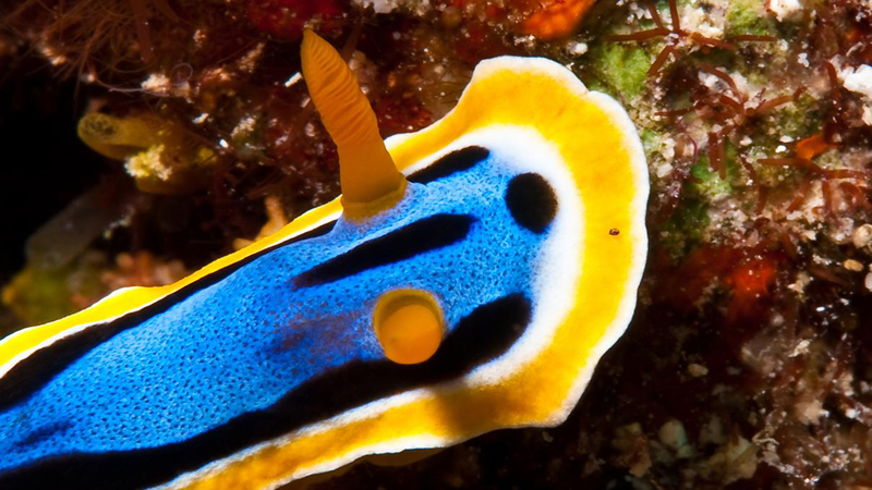 174-Nacktschnecke 174-Nacktschnecke