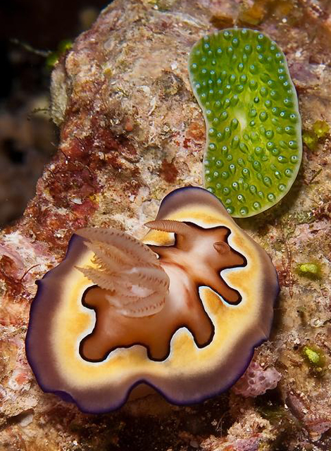 175-Nacktschnecke 175-Nacktschnecke