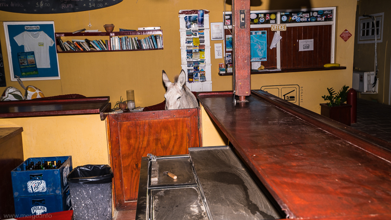 Ein Esel an der Bar