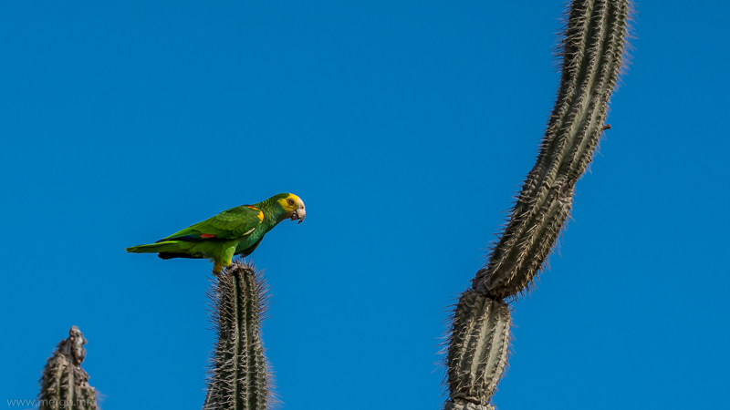 Gelbschulteramazone auf einem Kaktus