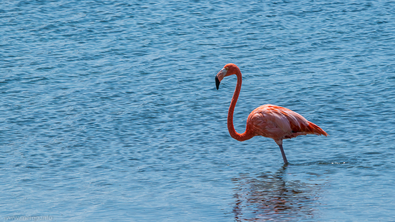 Noch ein Flamingo