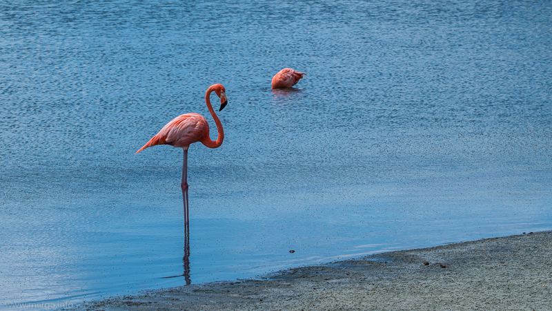 Langbein Flamingo