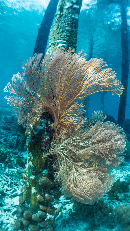 Unterwasseransicht eines Landungssteges in Papua