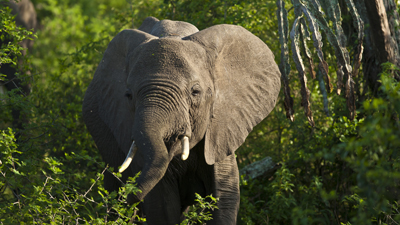 Elefant