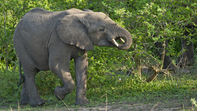 Elefant