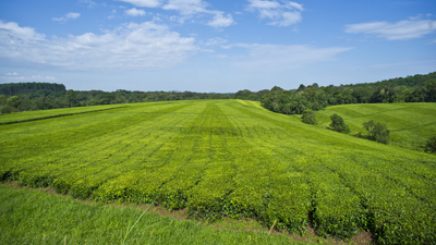 Teeplantage