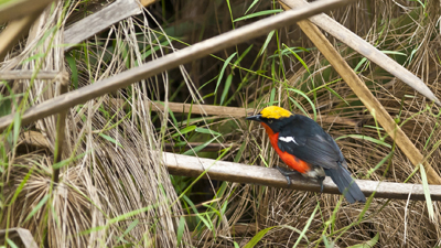 Papyrusvogel