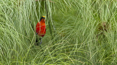 Papyrusvogel