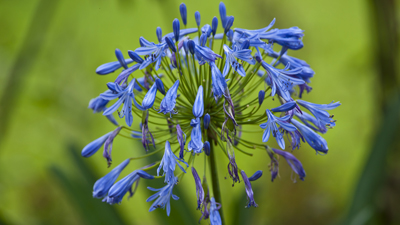 Blume