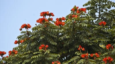 blühender Baum