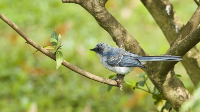 Vogel