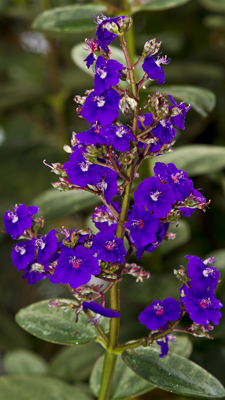 Blumen