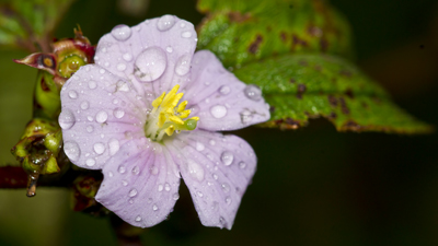 Blüte im Regen