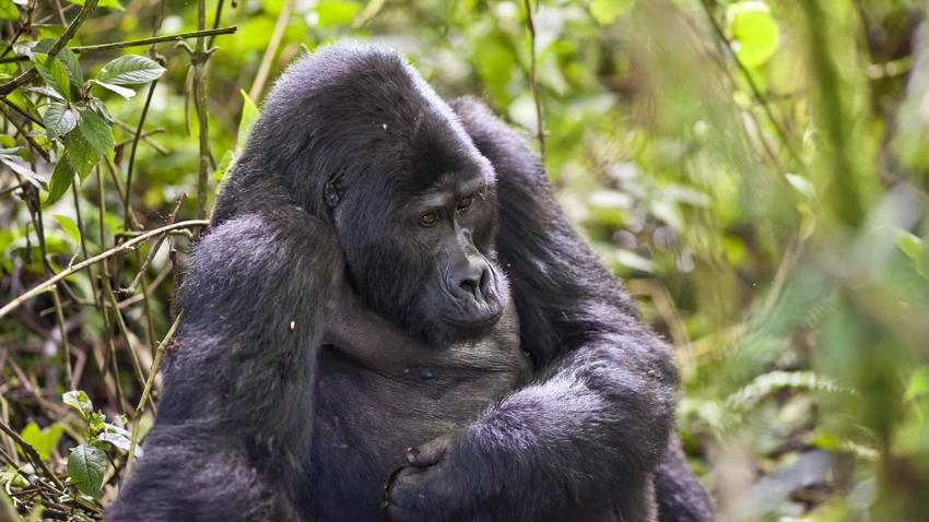 Gorilla Silverback