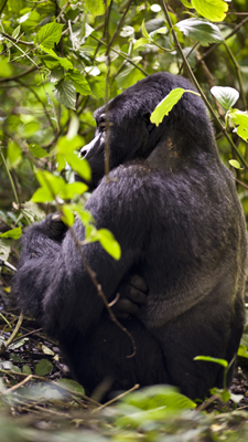 Gorillamann Silverback