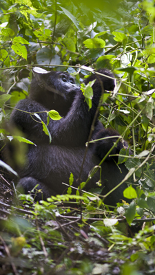 Gorilla