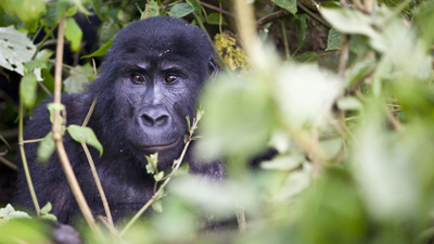 Gorilla