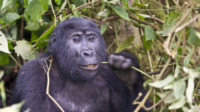 Gorilla