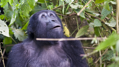Gorilla