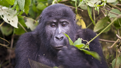 Gorilla