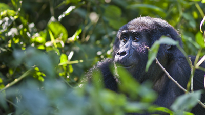 Gorilla