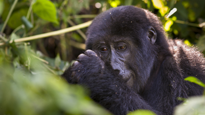 Gorilla Jungtier