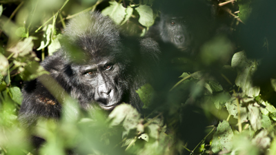 Gorilla