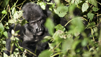Gorilla