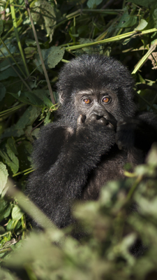 Gorilla Jungtier