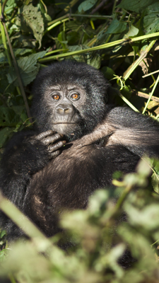 Gorilla Jungtier