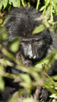 Gorilla