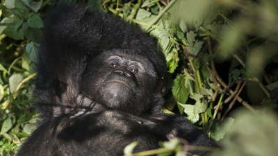Gorilla Jungtier