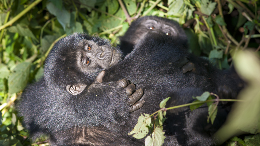 Gorillas Jungtiere