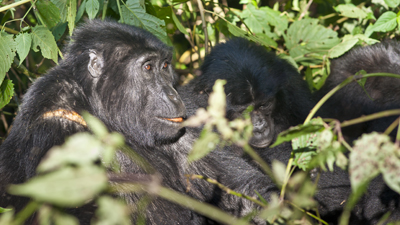 Gorillas