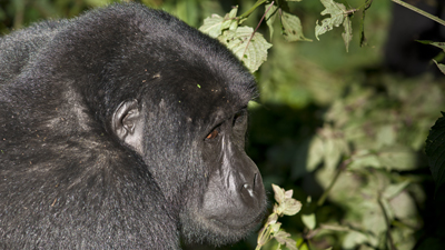 Gorilla
